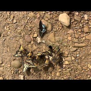 Meet your Posher, Leslie